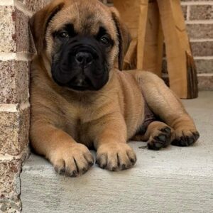 Little Bear – Bullmastiff Hembra 🐕‍🦺
