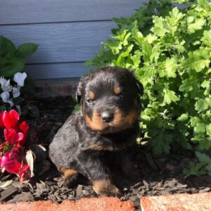 Rita – Rottweiler Hembra 🐕‍🦺