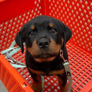 Rotti – Rottweiler Macho 🐕‍🦺