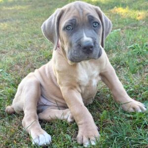 Zoom – Cane Corso Macho 🐕‍🦺