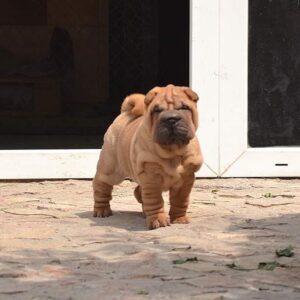 Chloe – Shar Pei Hembra 🐕‍🦺