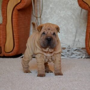 Brayton – Shar Pei Macho 🐕‍🦺