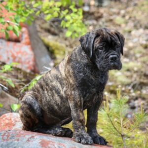 Shine – Bullmastiff Hembra 🐕‍🦺