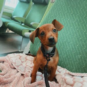 Tony – Pinscher Miniatura Macho 🐾   