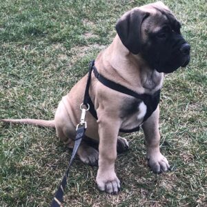 Yeez – Bullmastiff Macho 🐕‍🦺