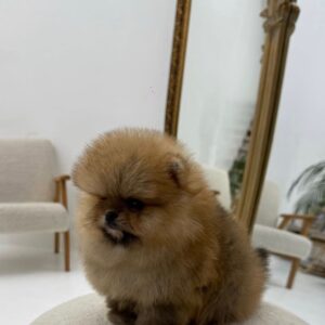 Jackie – Pomerania Hembra 🦊   