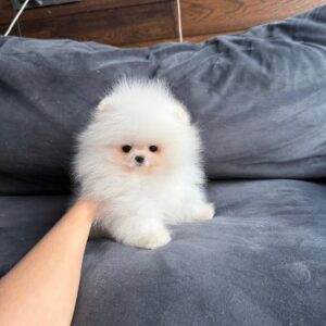 Léo – Pomerania Macho 🦊