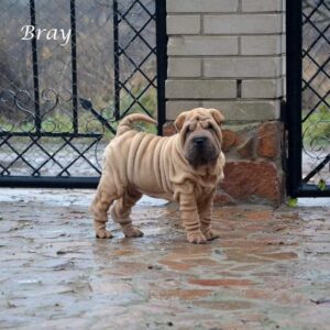 Bray – Shar Pei Macho 🐕‍🦺