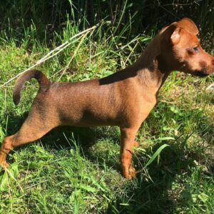 Lili – Pinscher Miniatura Hembra 🐾