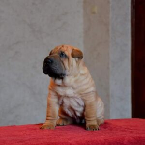 Charlie – Shar Pei Macho 🐕‍🦺
