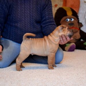 Chewy – Shar Pei Hembra 🐕‍🦺