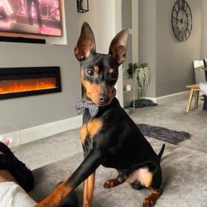 Sam – Pinscher Miniatura Macho 🐾