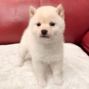 Leila – Shiba Inu Hembra 🦊