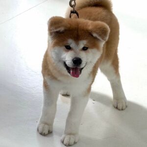 Zita – Shiba Inu Hembra 🦊