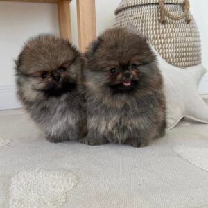 Umar – Pomerania Macho 🦊