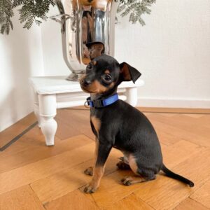 Melon – Pinscher Miniatura Hembra 🐾