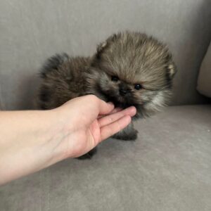 Omar – Pomerania Hembra 🦊