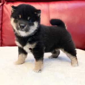 Mandy – Shiba Inu Hembra 🦊
