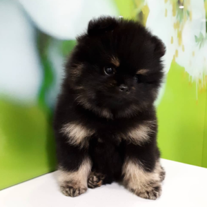 DOMINIC – Pomerania Macho 🦊