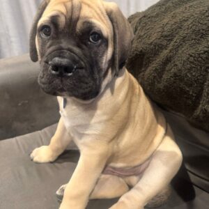 Larry – Bullmastiff Macho 🐕‍🦺