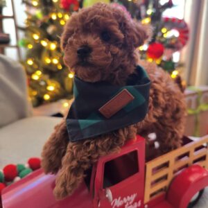 Gree – Maltipoo Macho 🐾