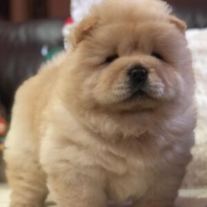Louie – Chow Chow Macho 🦁