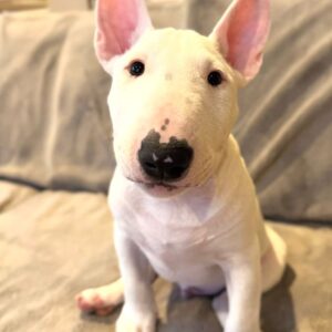 Carol – Bull Terrier Miniatura Hembra 🐾   