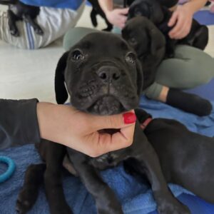 Kitty – Cane Corso Hembra 🐕‍🦺
