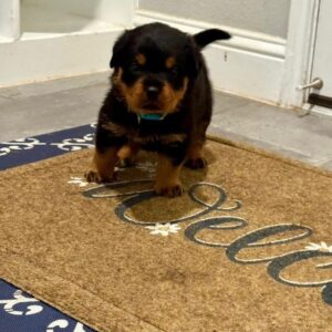 Brown – Rottweiler Macho 🐕‍🦺