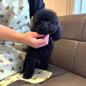 Félix – Maltipoo Macho 🐾