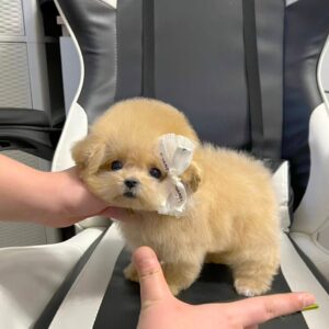 Nelly – Maltipoo Hembra 🐾
