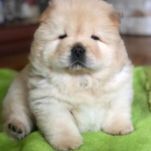 Bailey – Chow Chow Macho 🦁