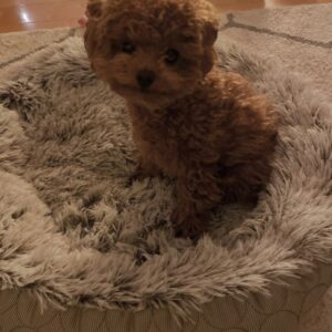 Stephan – Maltipoo Macho 🐾