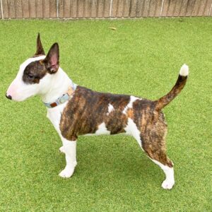Rita – Bull Terrier Miniatura Hembra 🐾