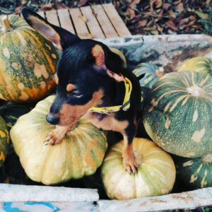 Leo – Pinscher Miniatura Macho 🐾