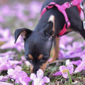 Kels – Pinscher Miniatura Hembra 🐾