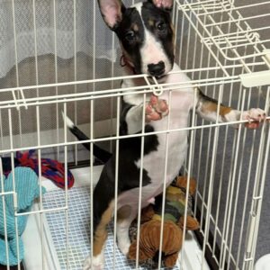 Sophia – Bull Terrier Miniatura Hembra 🐾