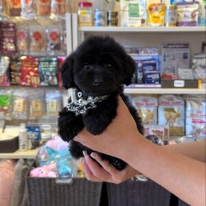 Kelly – Maltipoo Hembra 🐾