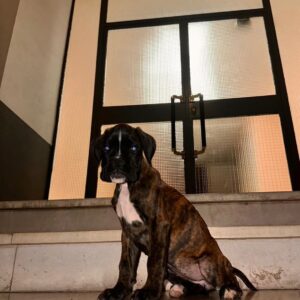 Scott – Bóxer Macho 🐾
