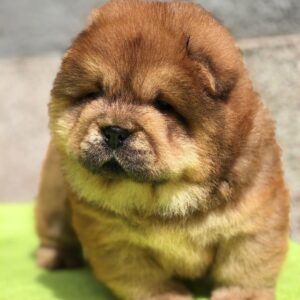 Zoe – Chow Chow Hembra 🦁