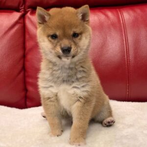 Keila – Shiba Inu Hembra 🦊