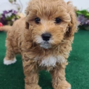 ABIGAIL – Maltipoo Hembra 🐻‍❄️