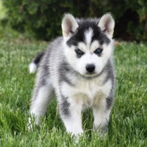Addie – Siberian Husky Hembra 🐺❄️