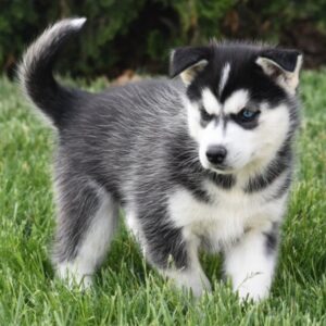 Amee – Siberian Husky Hembra 🐺❄️