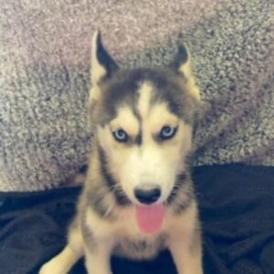 Anna – Siberian Husky Hembra 🐺❄️