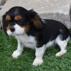 Abby – Cavalier King Charles Spaniel Hembra 👑