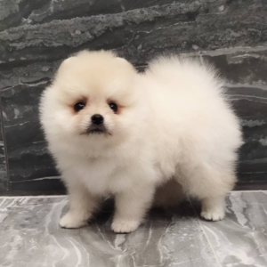 ALICE – Pomerania Hembra 🦊