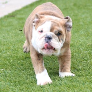 APOLLO – Bulldog Inglés Macho 🐶