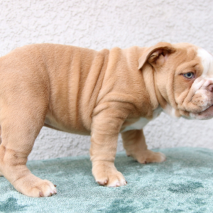 ATHENA – Bulldog Inglés Hembra 🐶