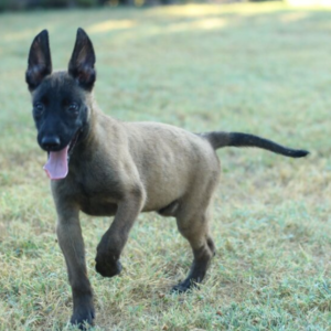 AXLE – Malinois Macho 🐕‍🦺